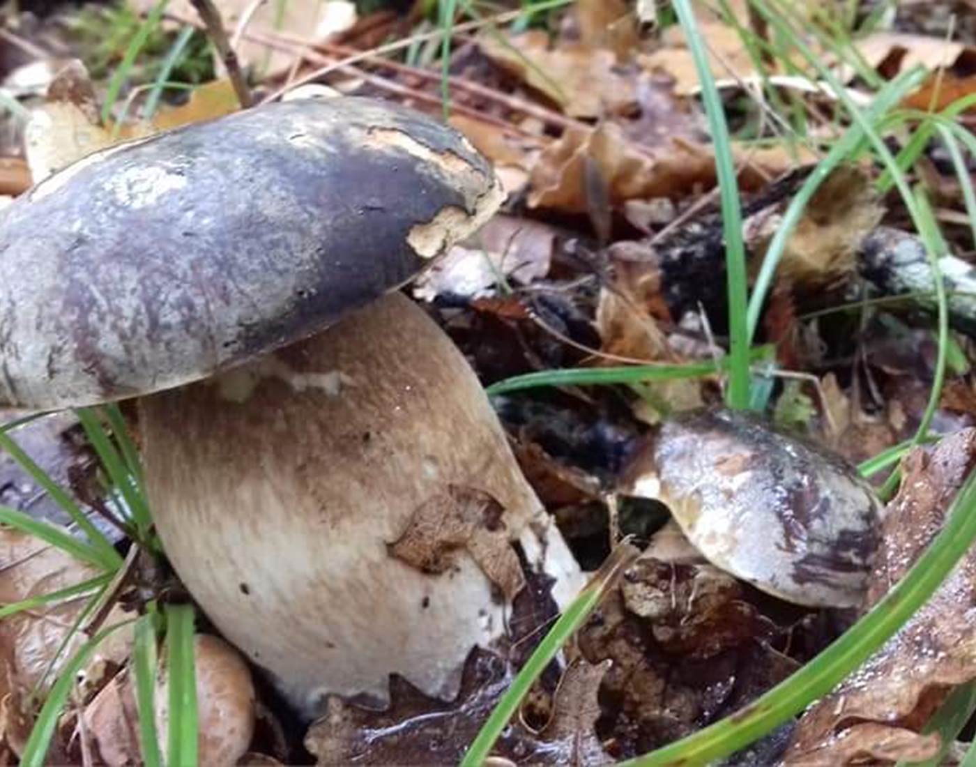 FB_IMG_1553898936981