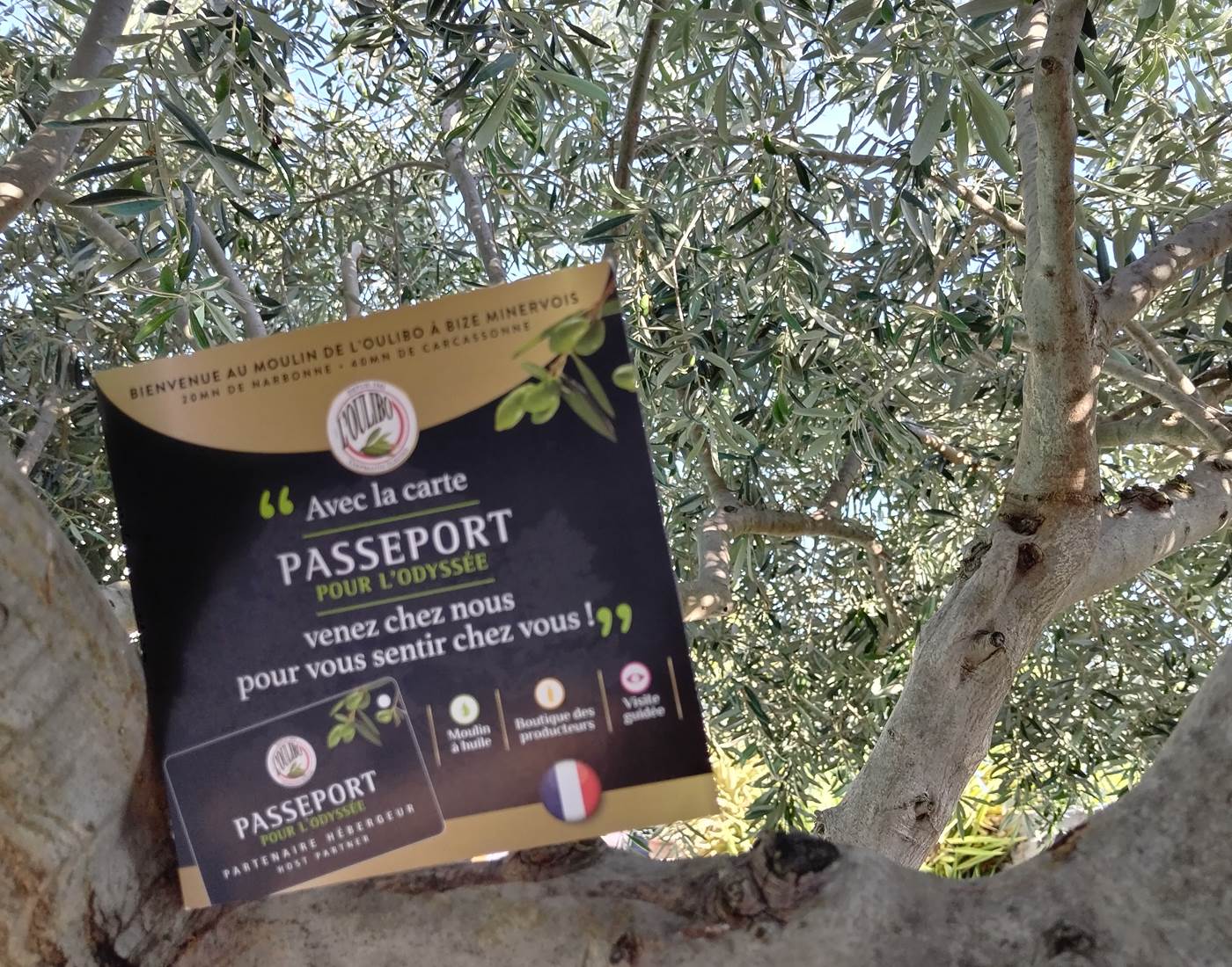 Fête de la Lucques 🫒🫒🫒