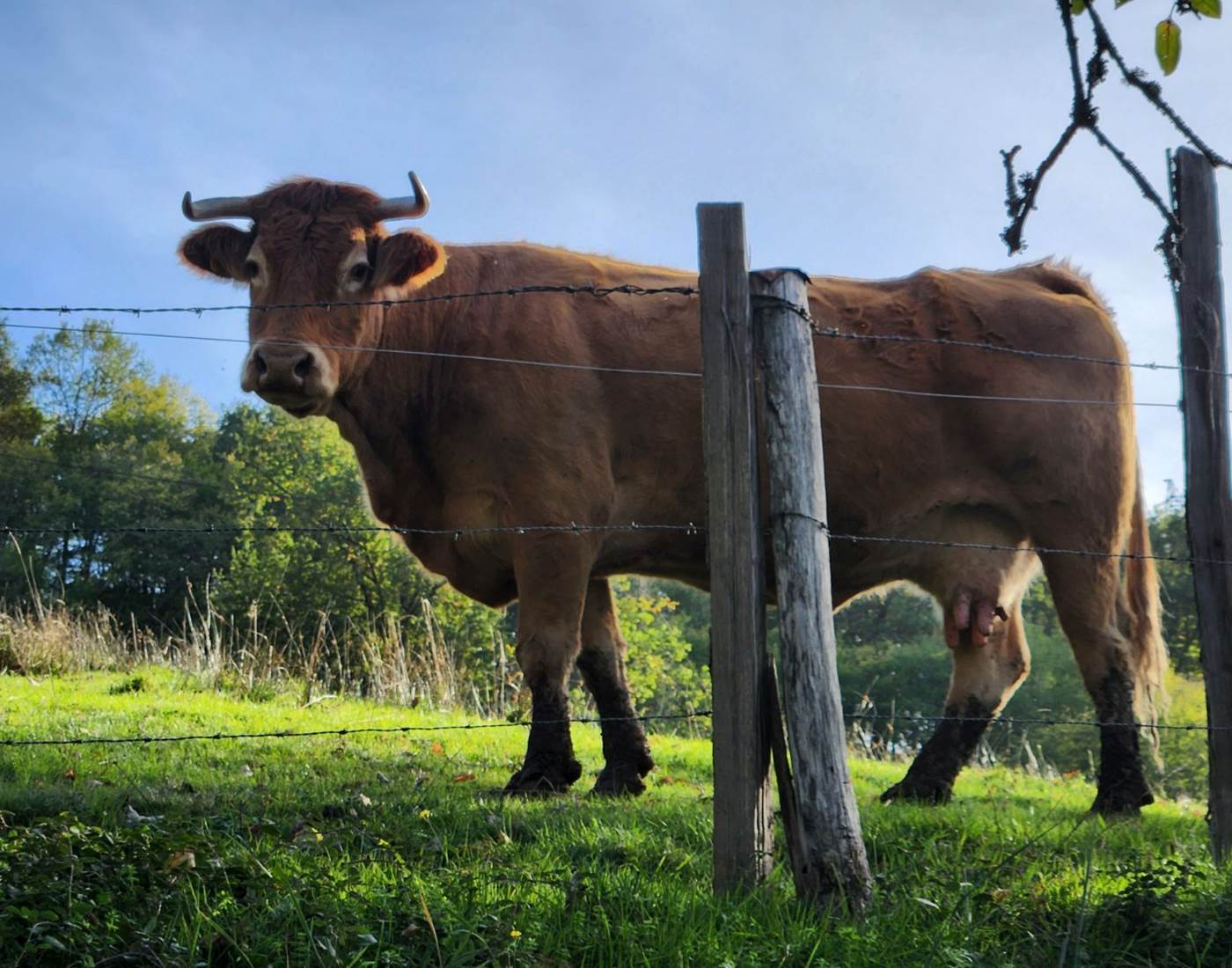 La Maison du Sabotier - Gite Corrèze-page