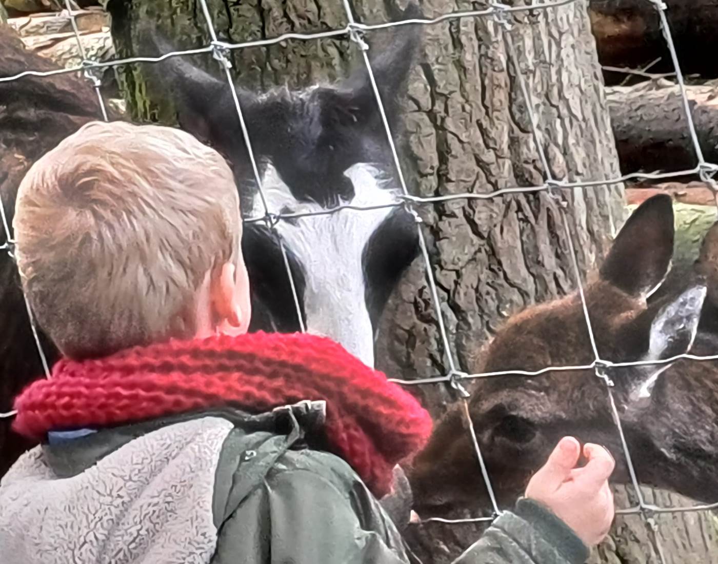 Parc Forestia - les lamas