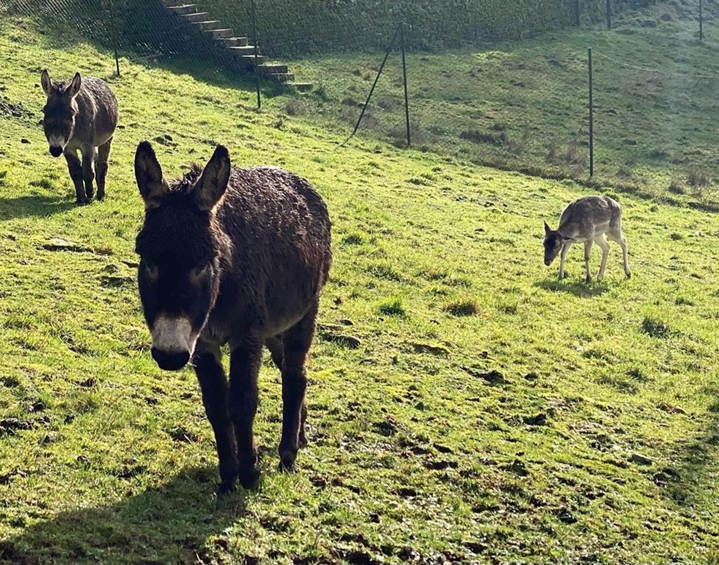 Le daim fait connaissance avec les ânes