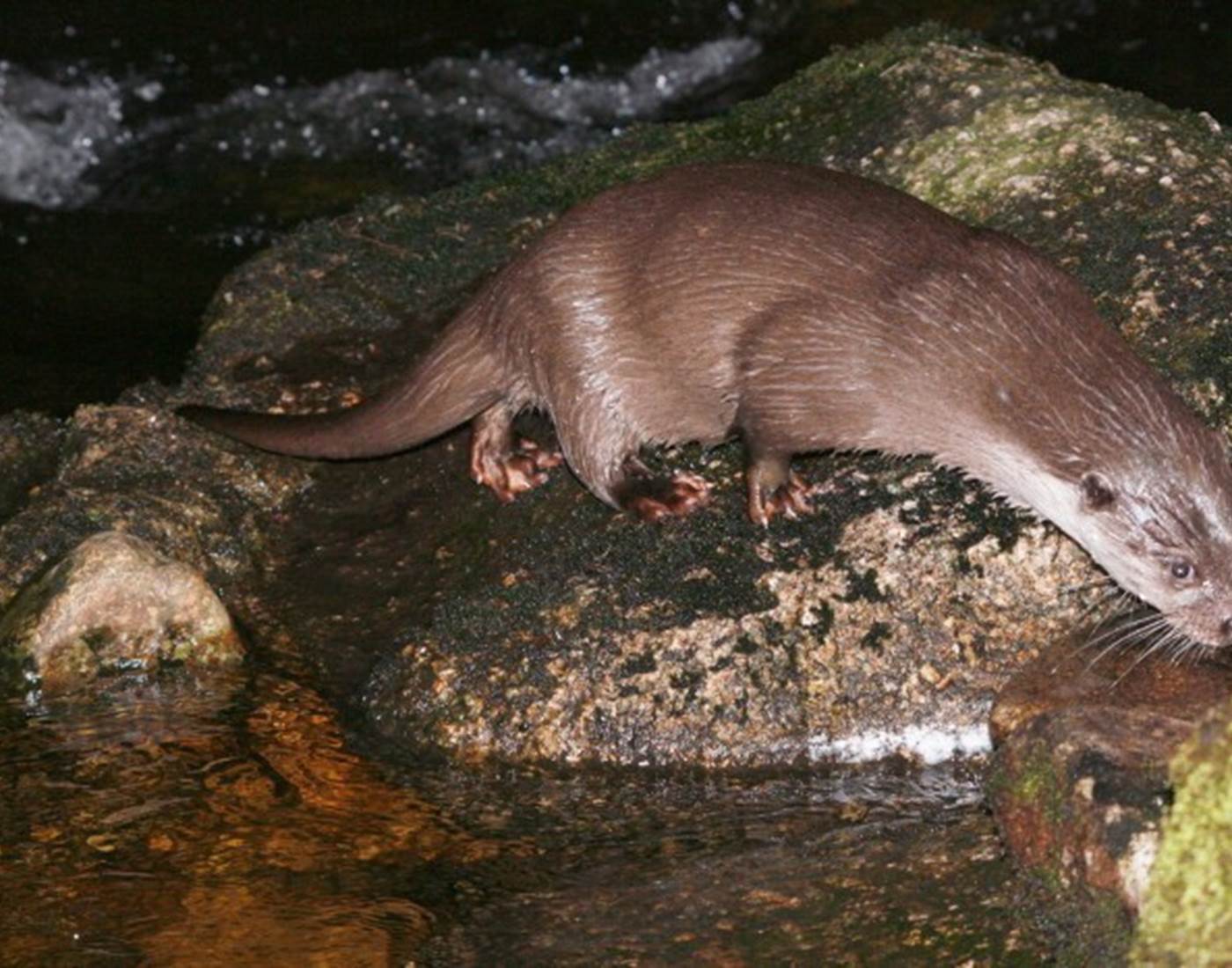 La loutre animal emblématique des gorges de la Dordogne