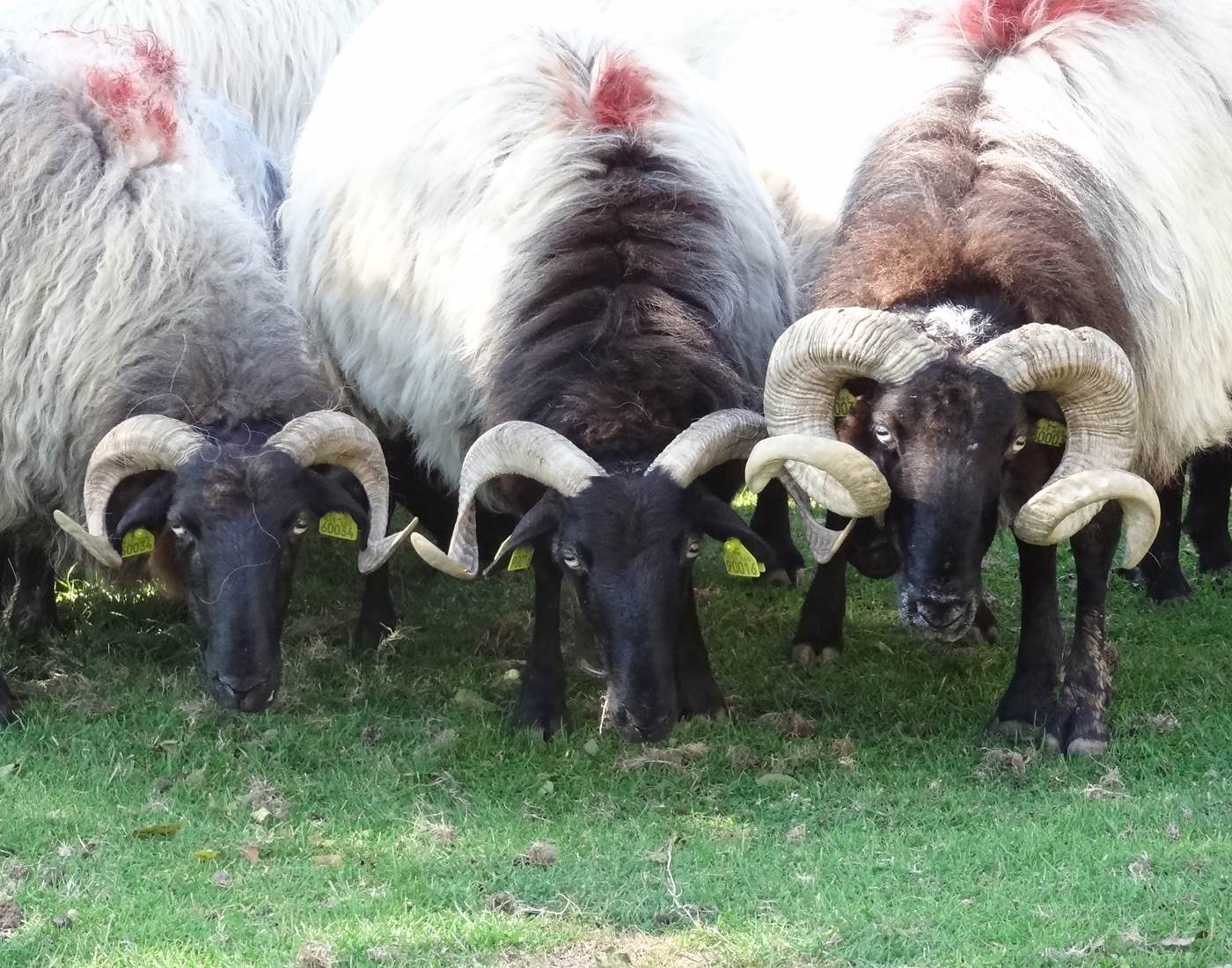 Animaux_brebismanex à tête noire