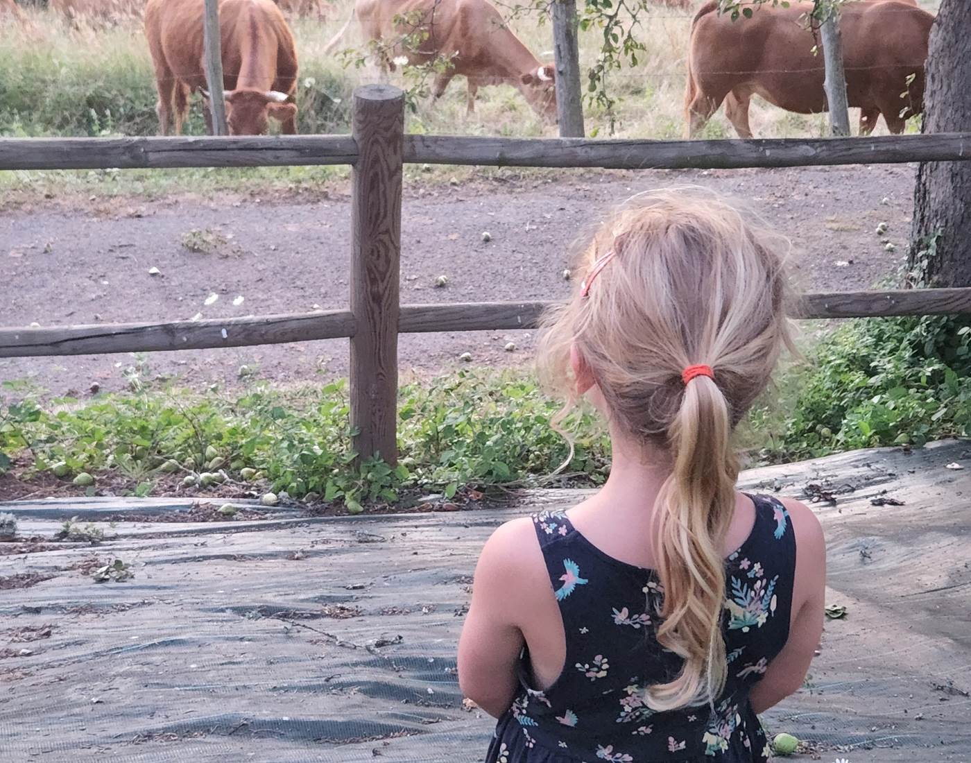 La Maison du Sabotier - Gite Corrèze-page
