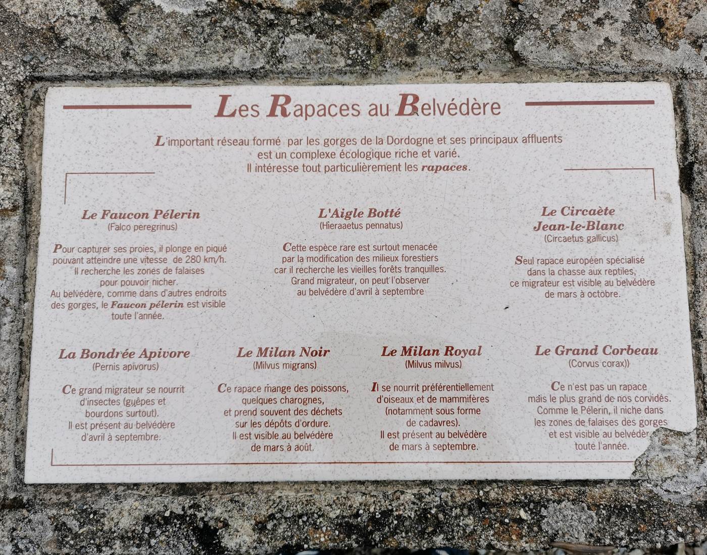 Les rapaces au Belvèdère de Gratte-Bruyère