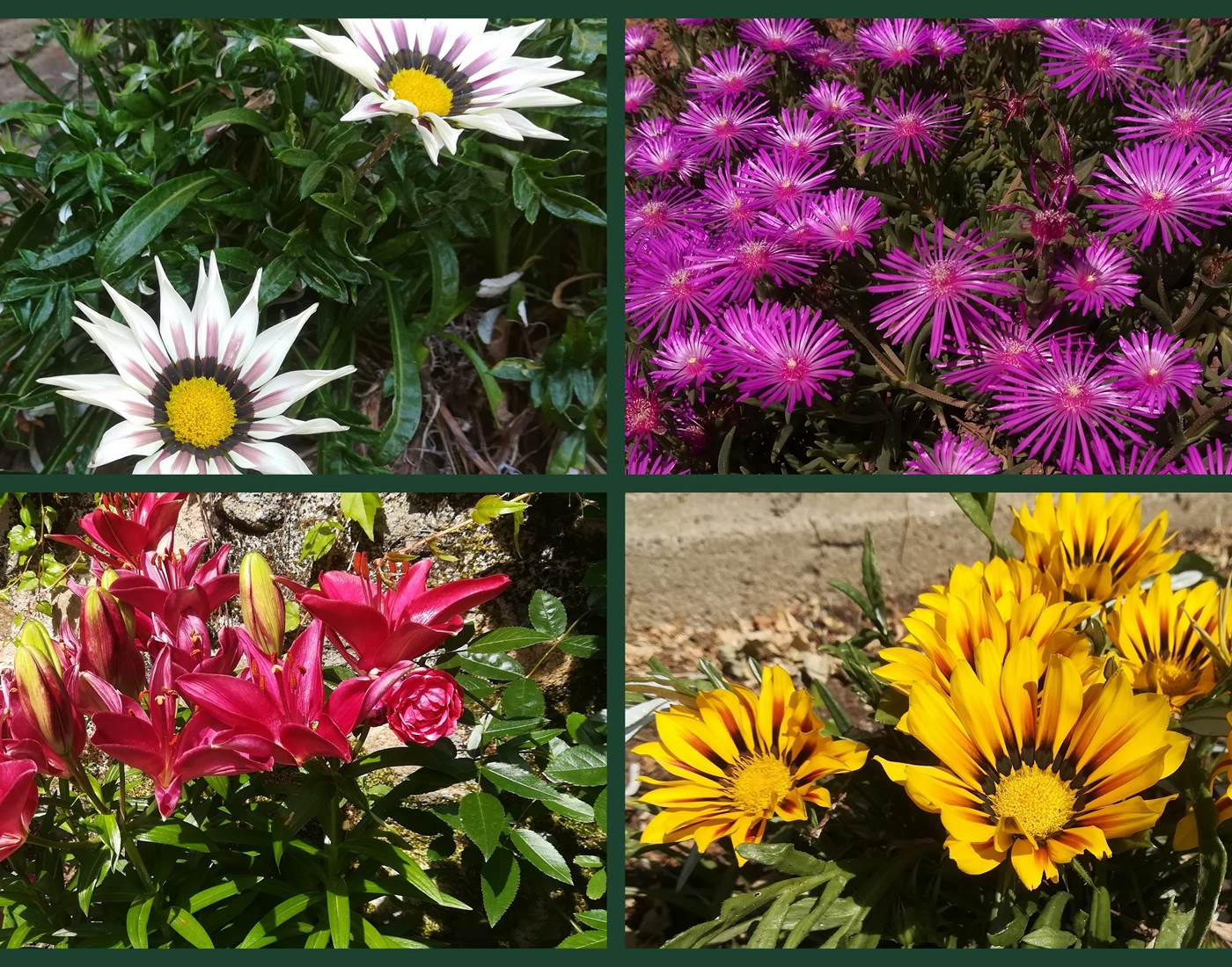 explosion de couleurs au jardin !