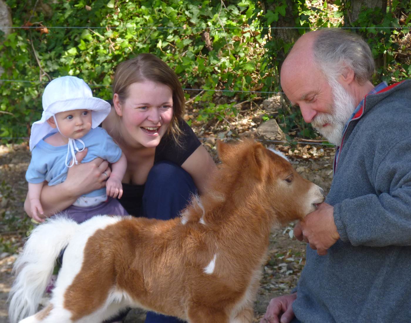 Complicité poulain Shetland