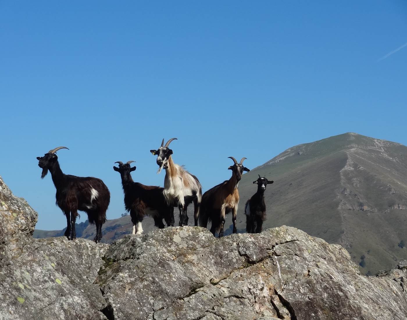 Animaux_chèvres sauvages