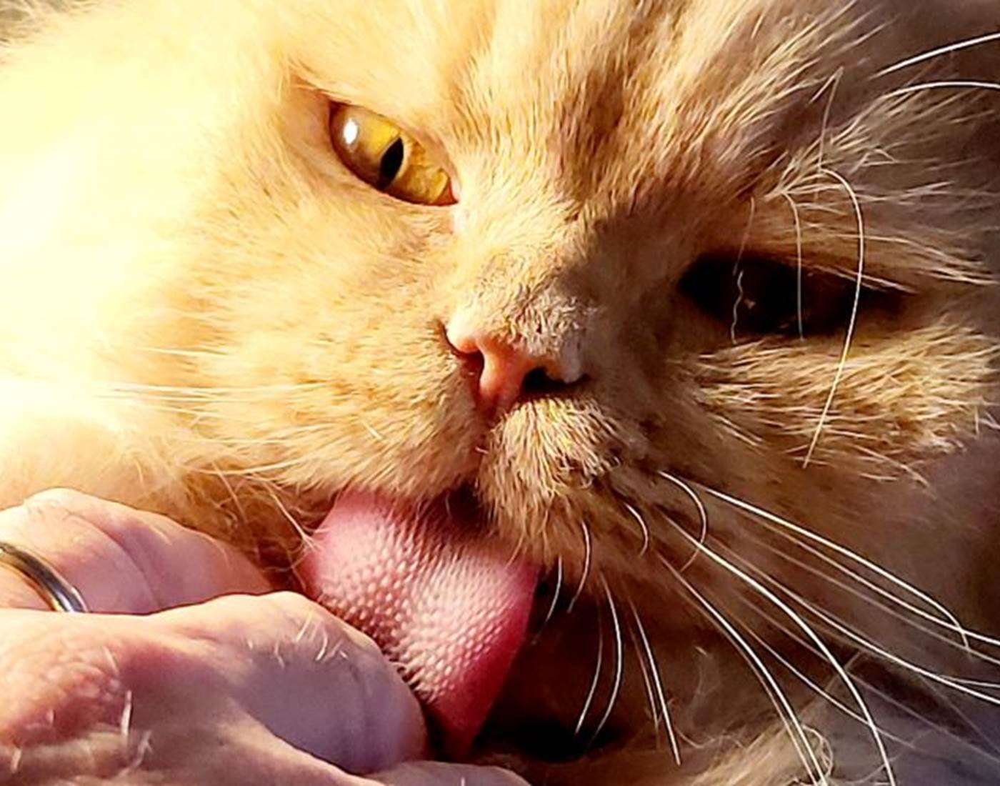 Sammy, femelle British Highland