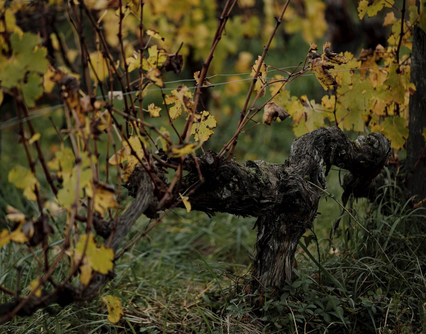 Vignoble, Bio, Biodynamie, Nature, Vins, Domaine, Visite, Dégustation