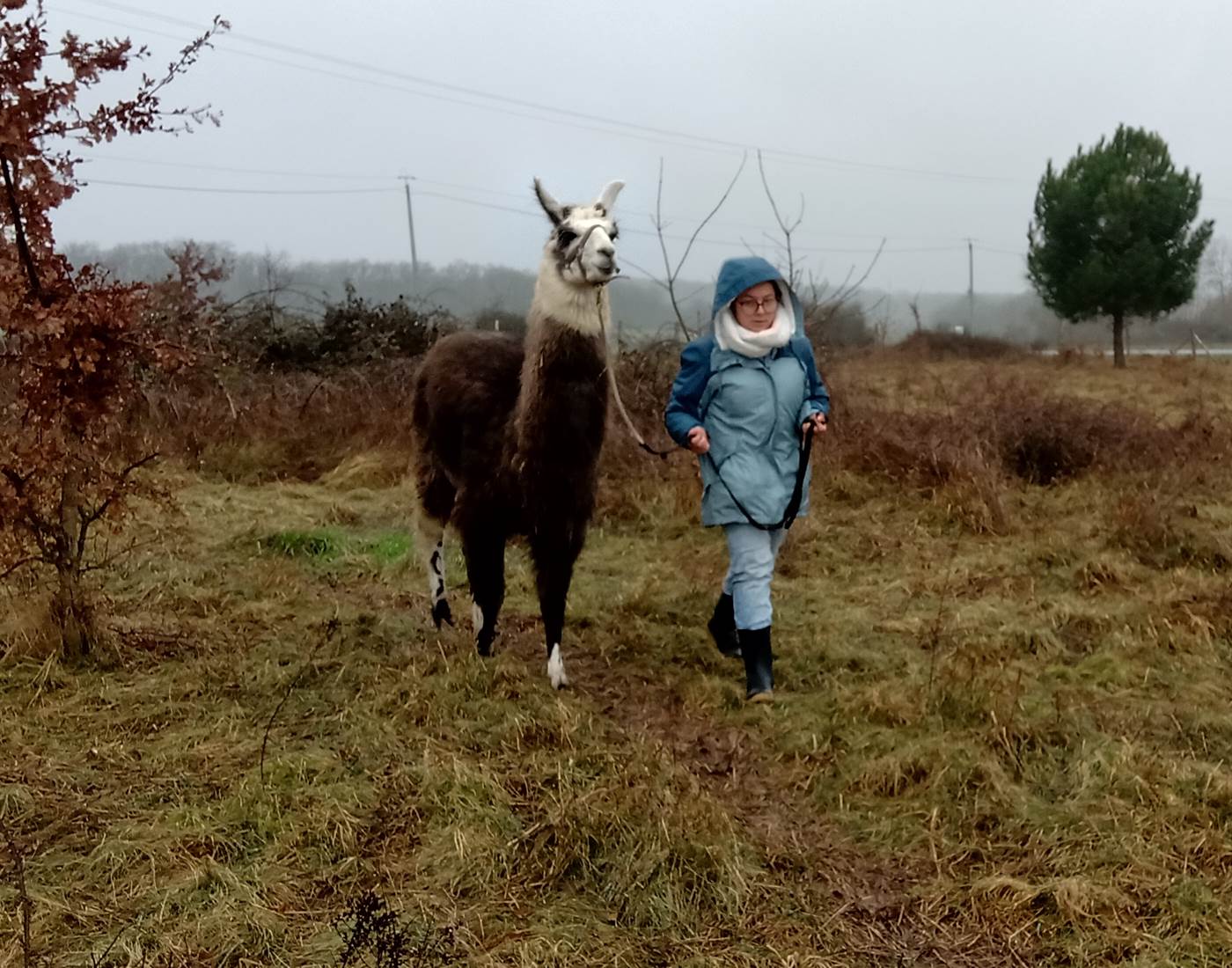 La médiation par l'animal avec un lama
