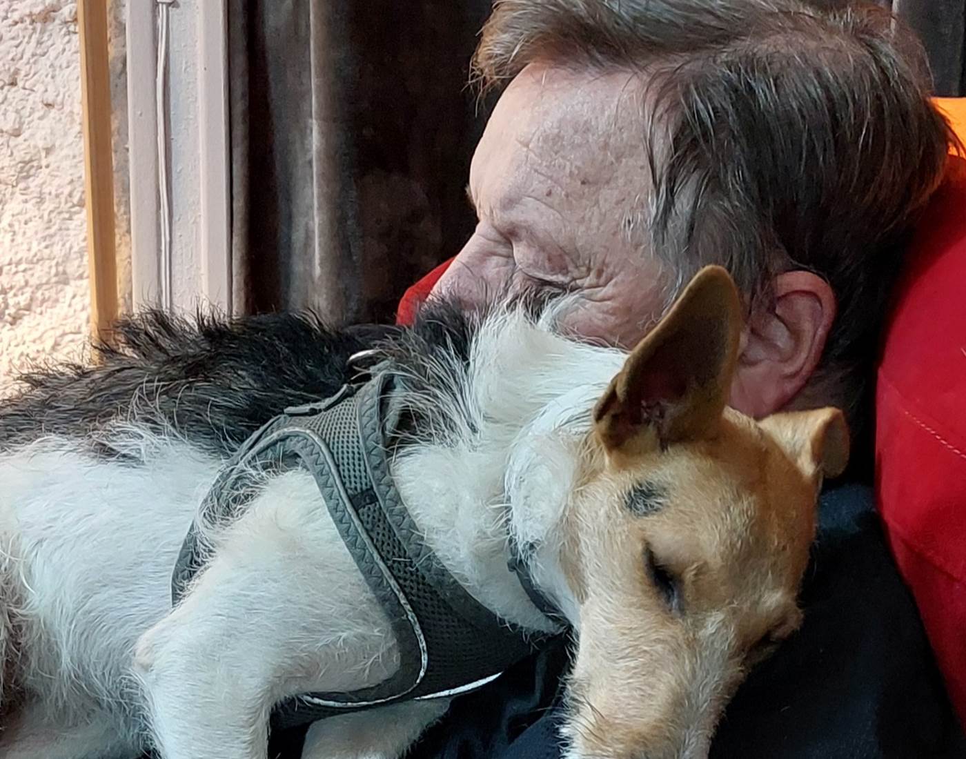 Pet-Friendly au Ranch des Lacs, Jules et Yummy