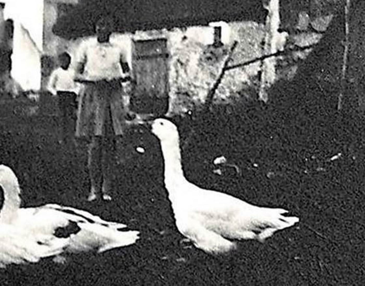 Oies près d'une grange ancienne