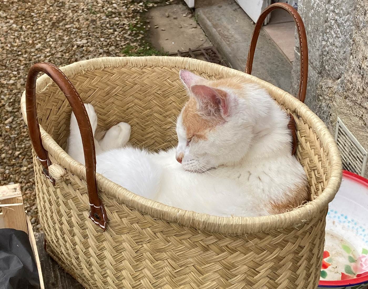 le chat Rio vous accueille à l'Arbre Bleu