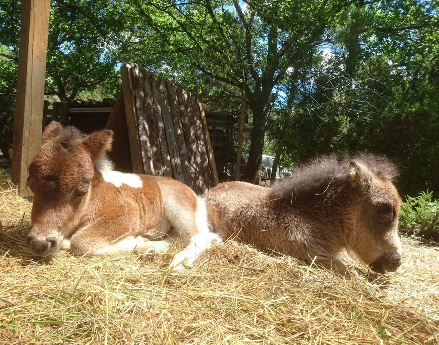 Les bébés poulains Shetland