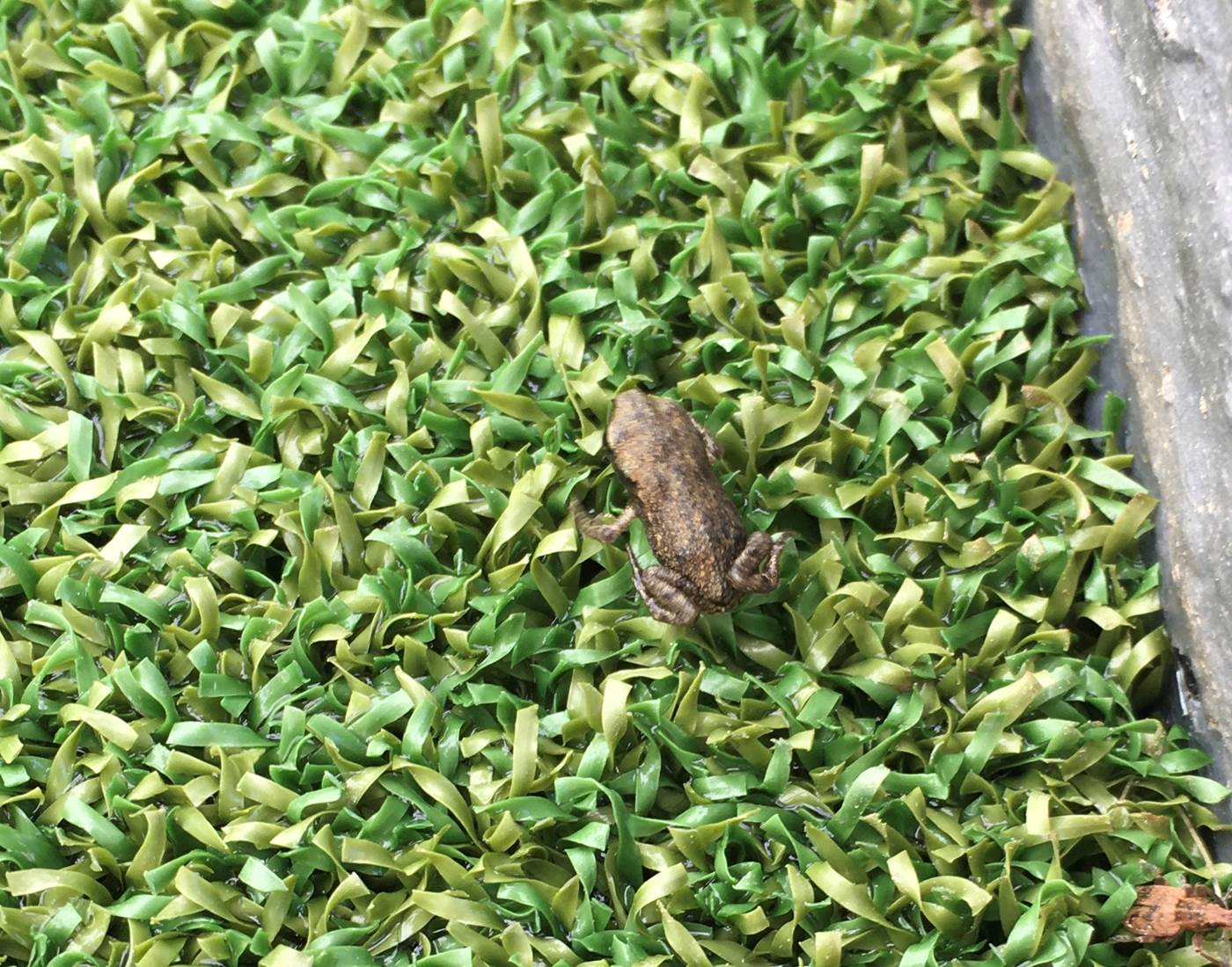 ... et les minuscules crapauds qui quittent le bassin