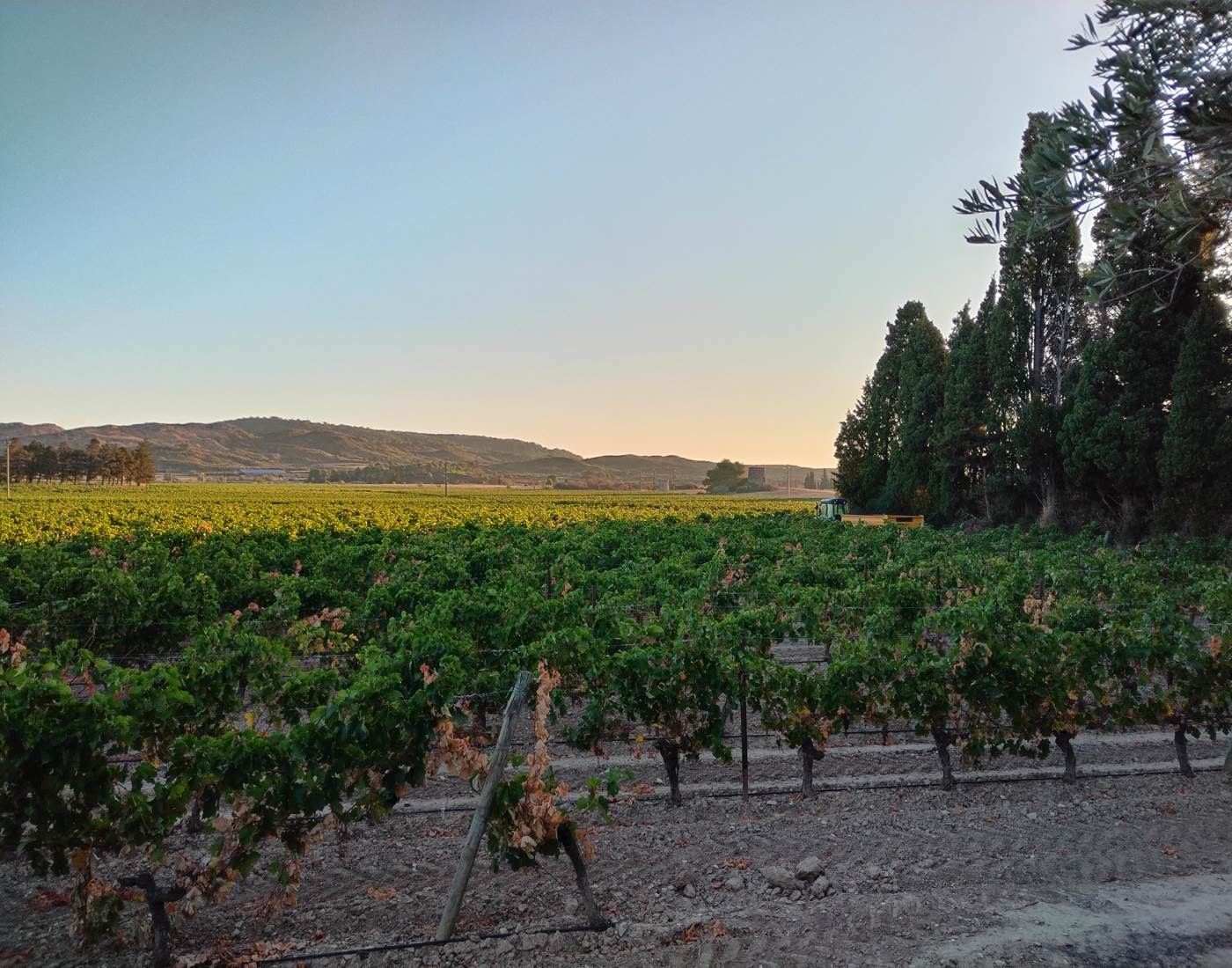 Vue de la piscine du Coq du Nord -Mailhac