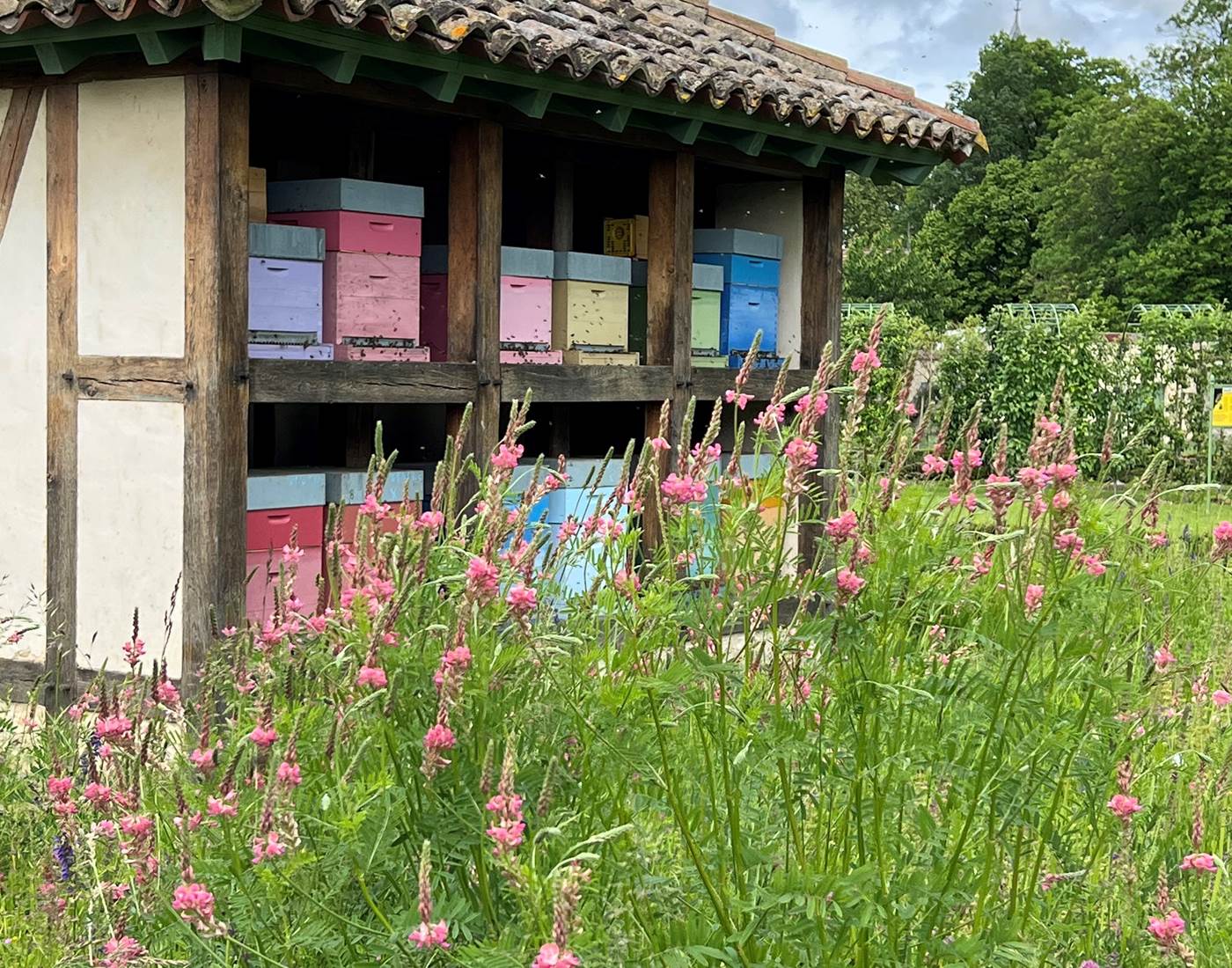 Le rucher dans les vergers-potagers