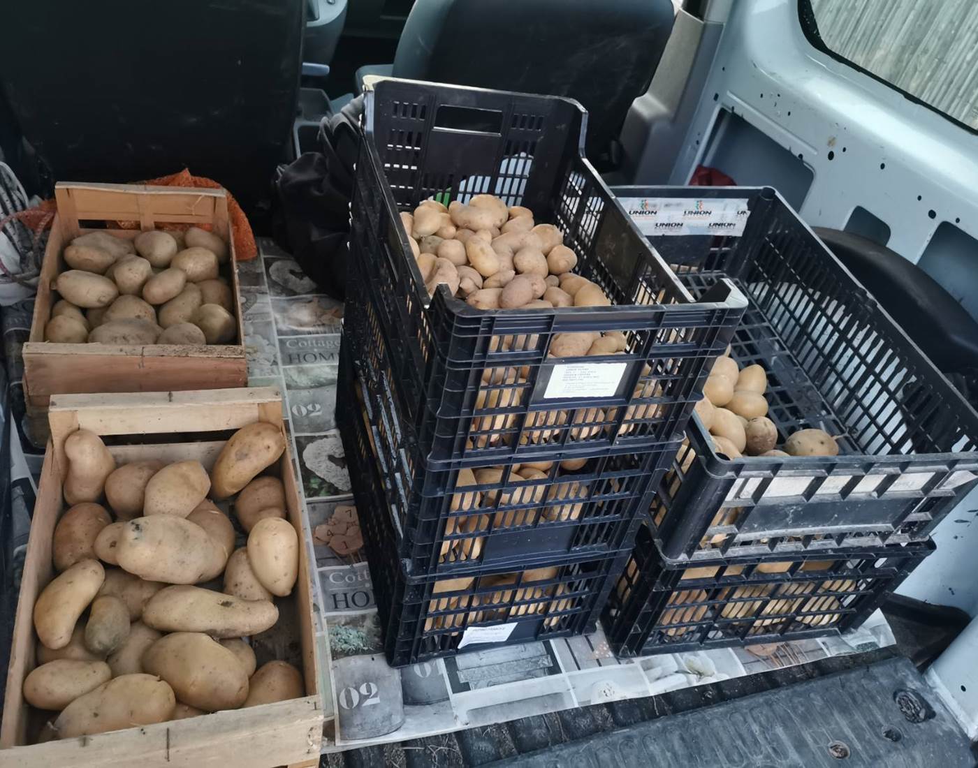 Pommes de terre du potager "Le Coq du Nord-Mailhac"