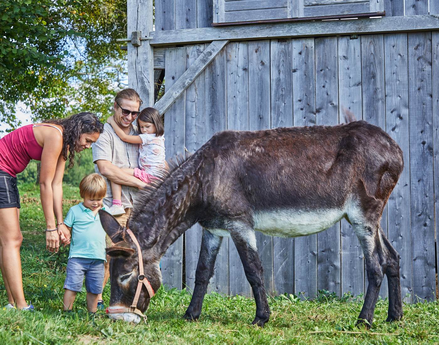 camping avec ane  à la ferme en nouvelle aquitaine