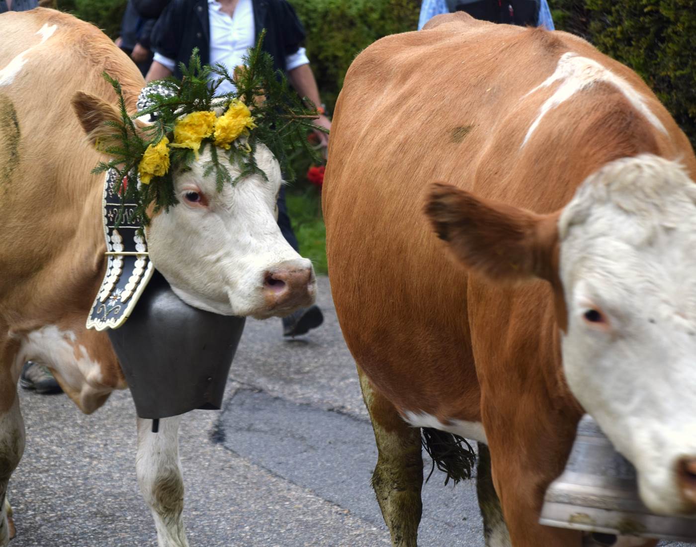 Belles coiffes et belles cloches