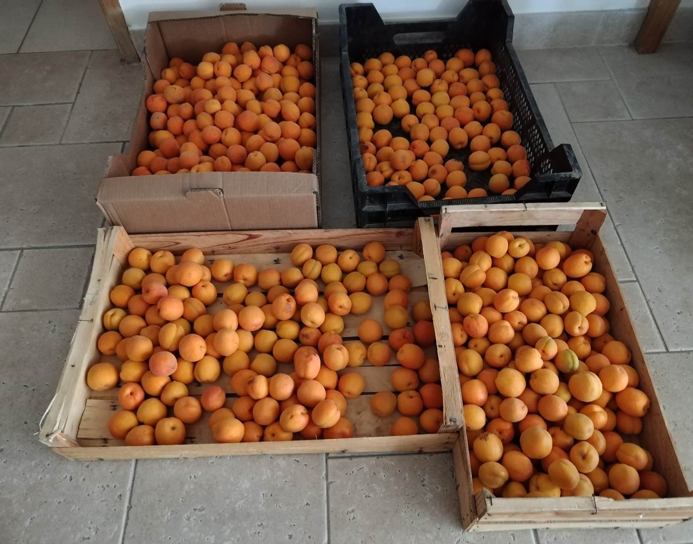 Fruits et légumes pour les tables d'hôtes du Coq du Nord -Mailhac