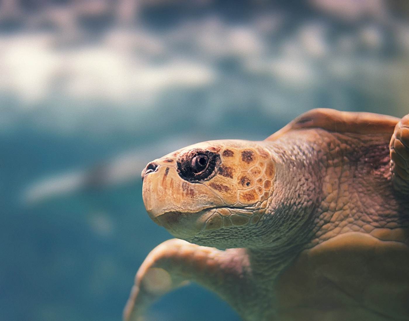 Les Tortues de la réserve Cousteau