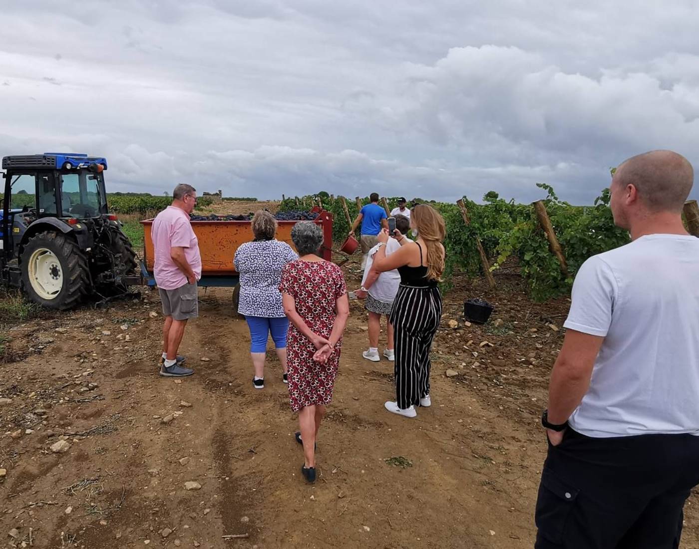 Les vendanges à Mailhac