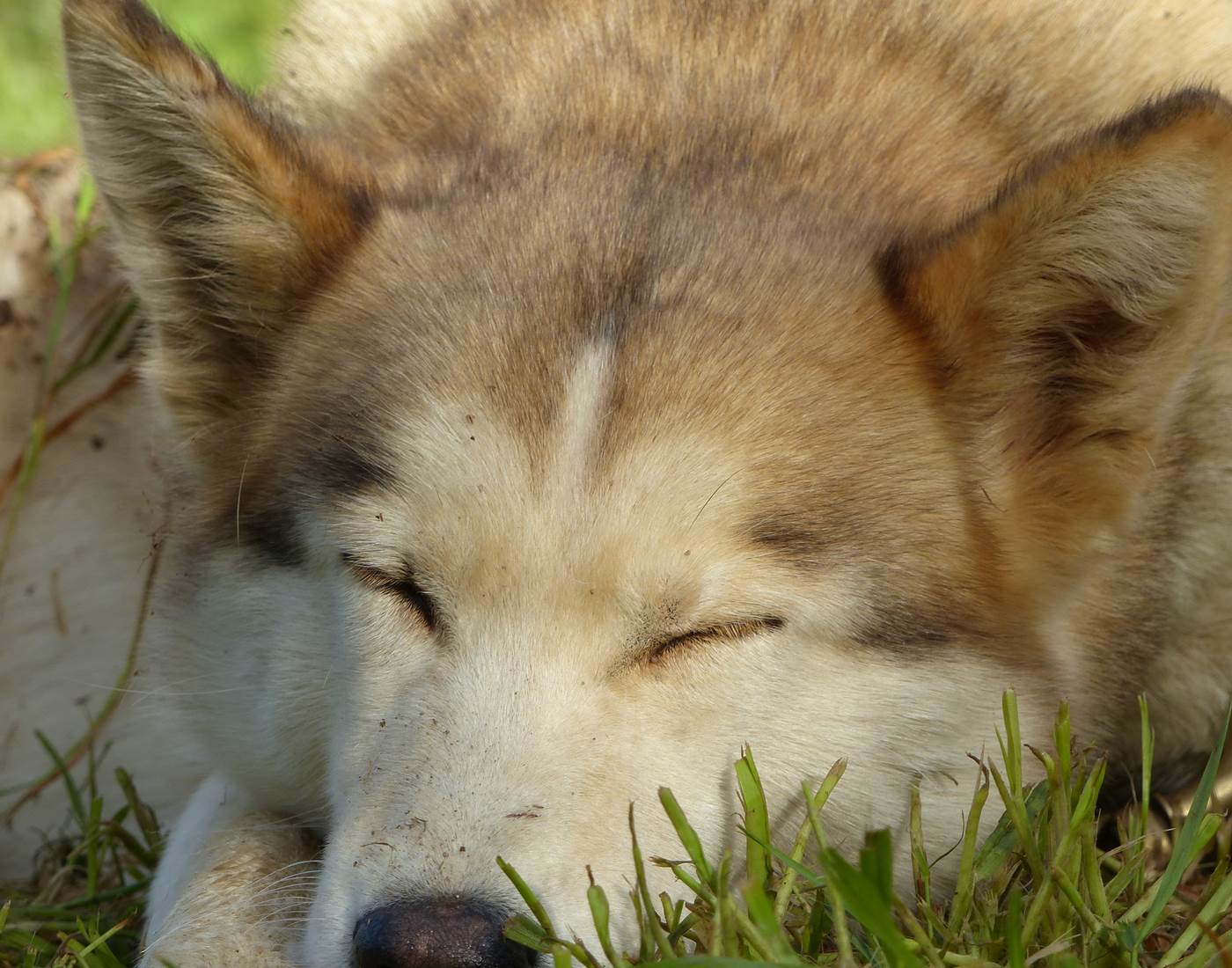 Jerk - Husky de Sibérie