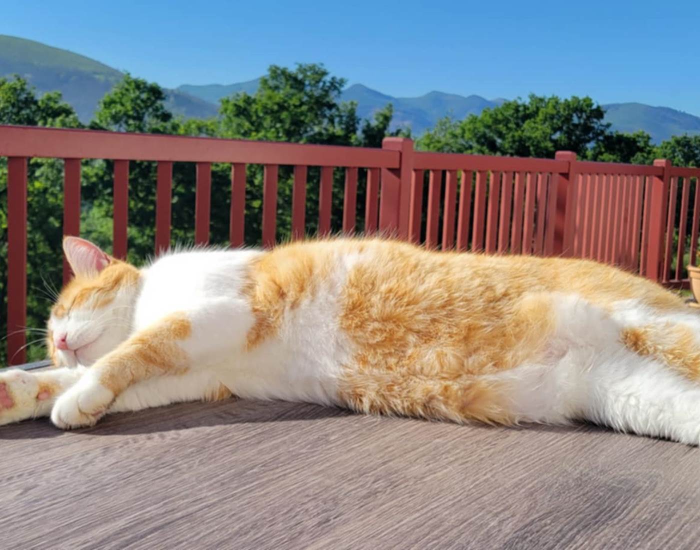 compostelle hotel ostabat-news