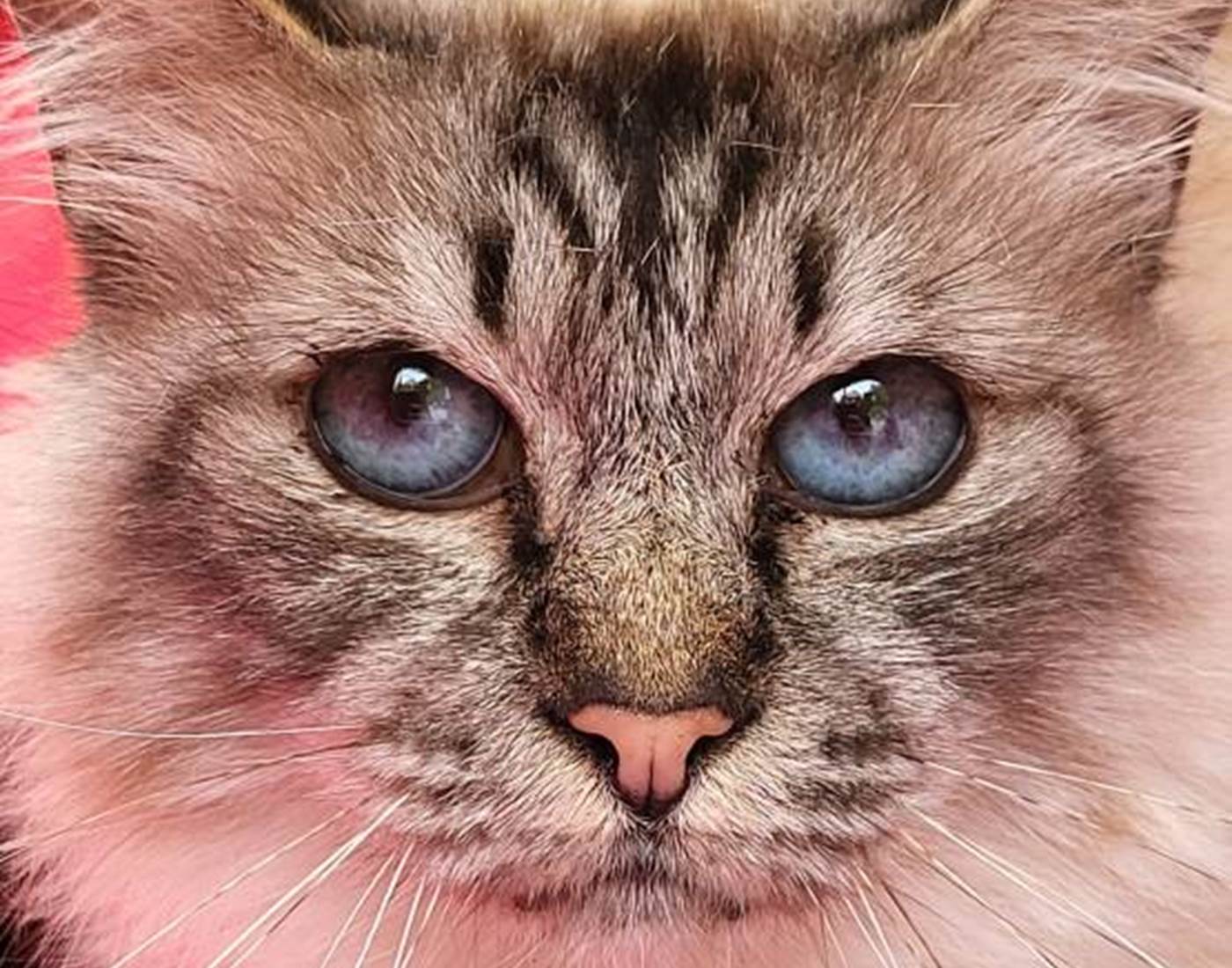 Houna, femelle Sacré de Birmanie