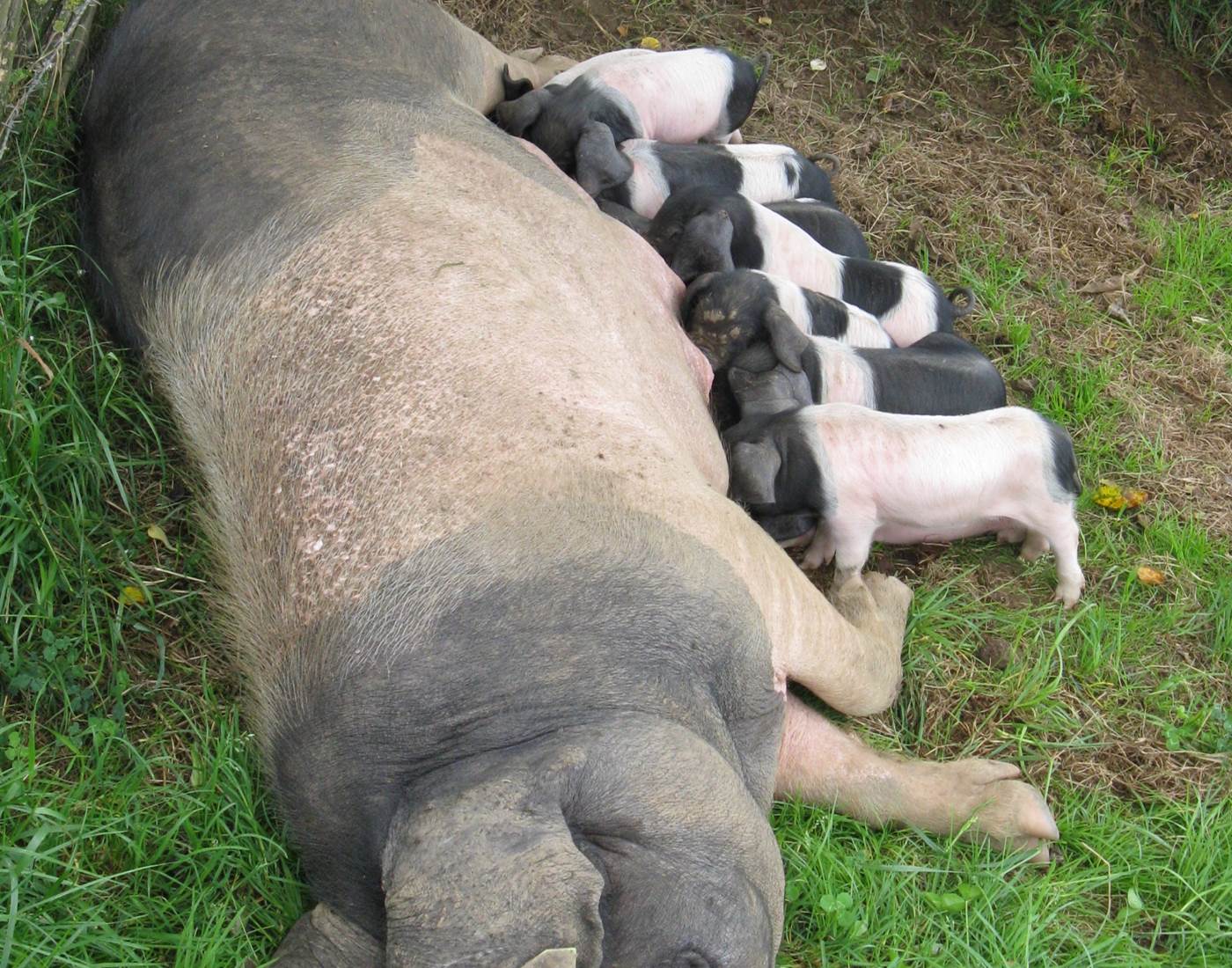 Animaux_cochons basques