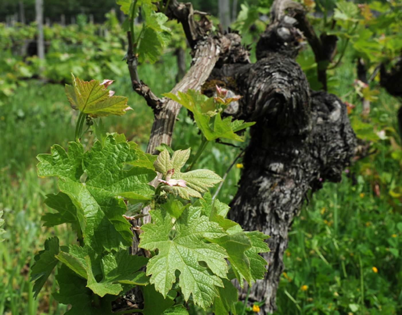 Vignoble, Bio, Biodynamie, Nature, Vins, Domaine, Visite, Dégustation