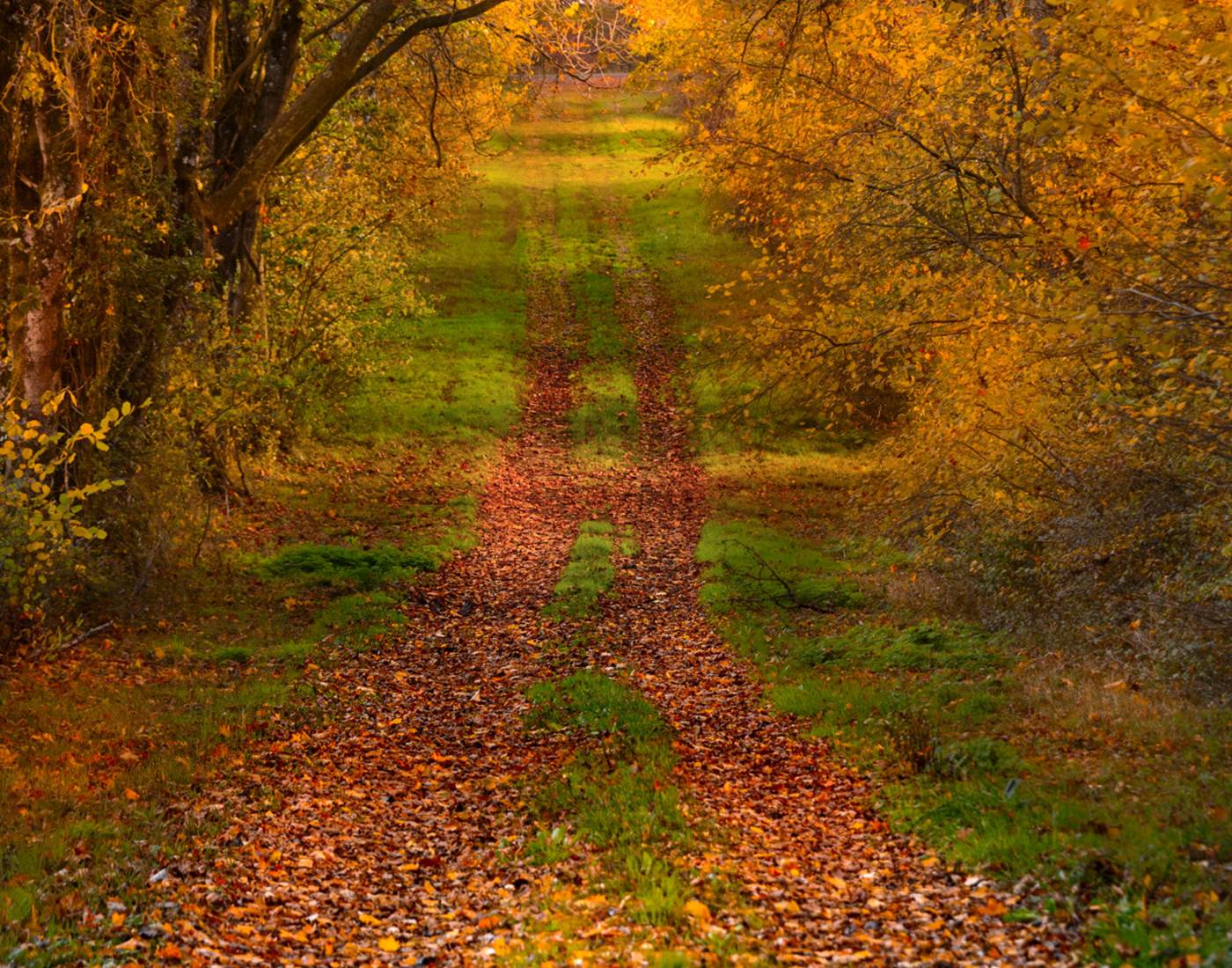 Allée forestière en Touraine