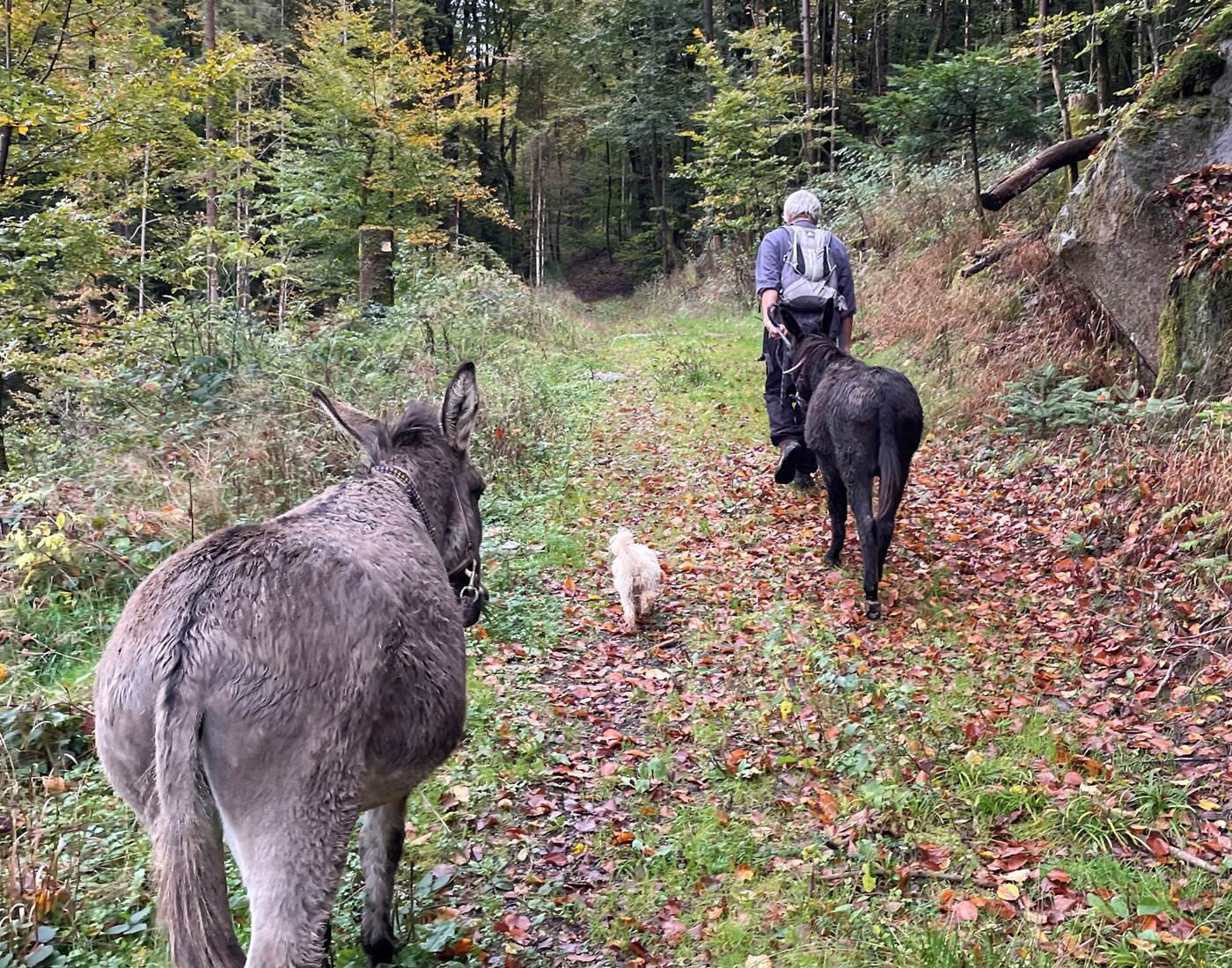 Les ânes Anatole et Vénus