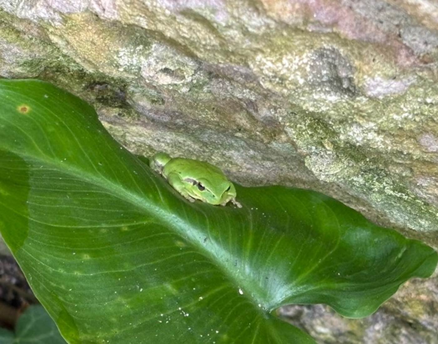 Les habitantes du jardin