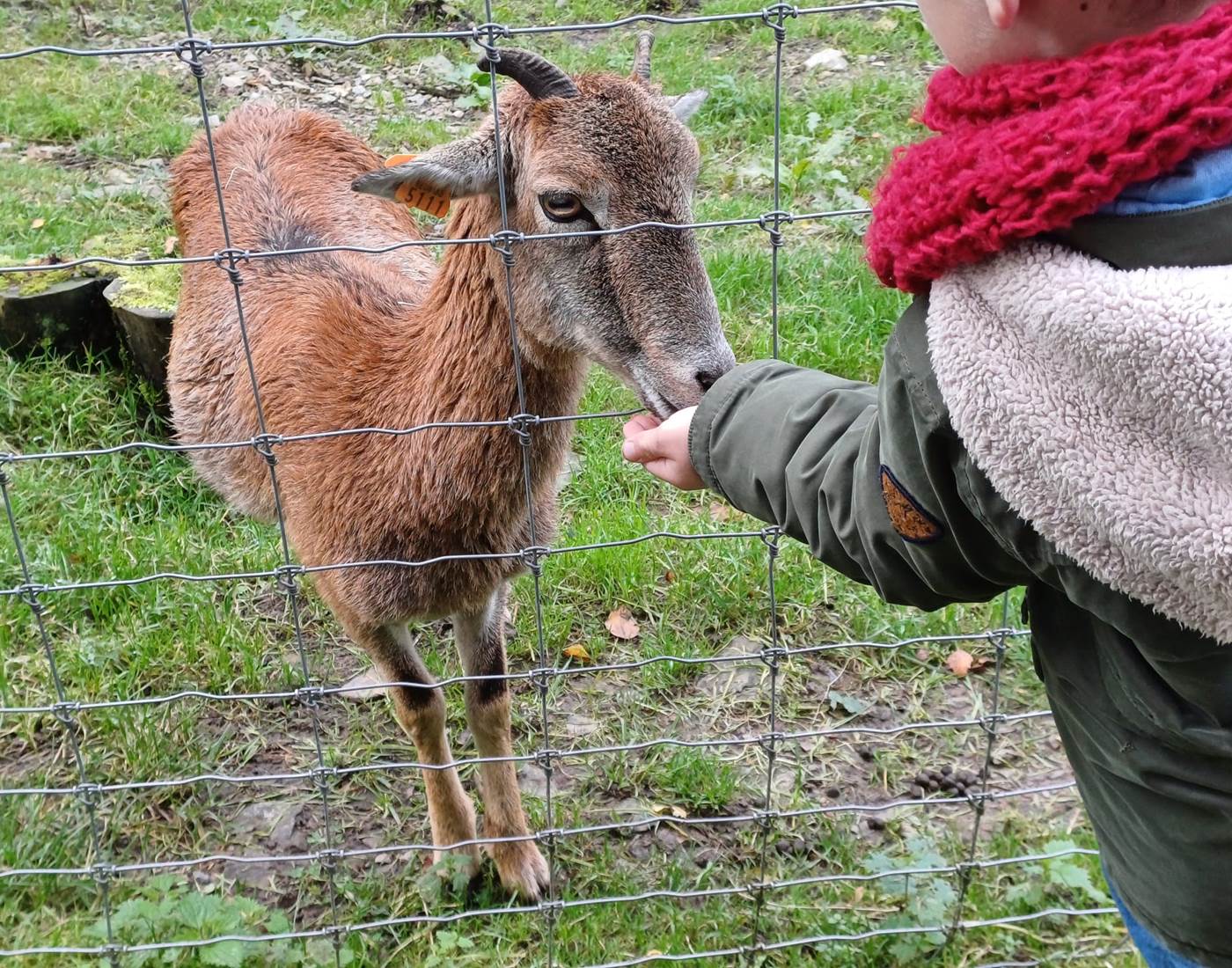 Parc Forestia - les chèvres