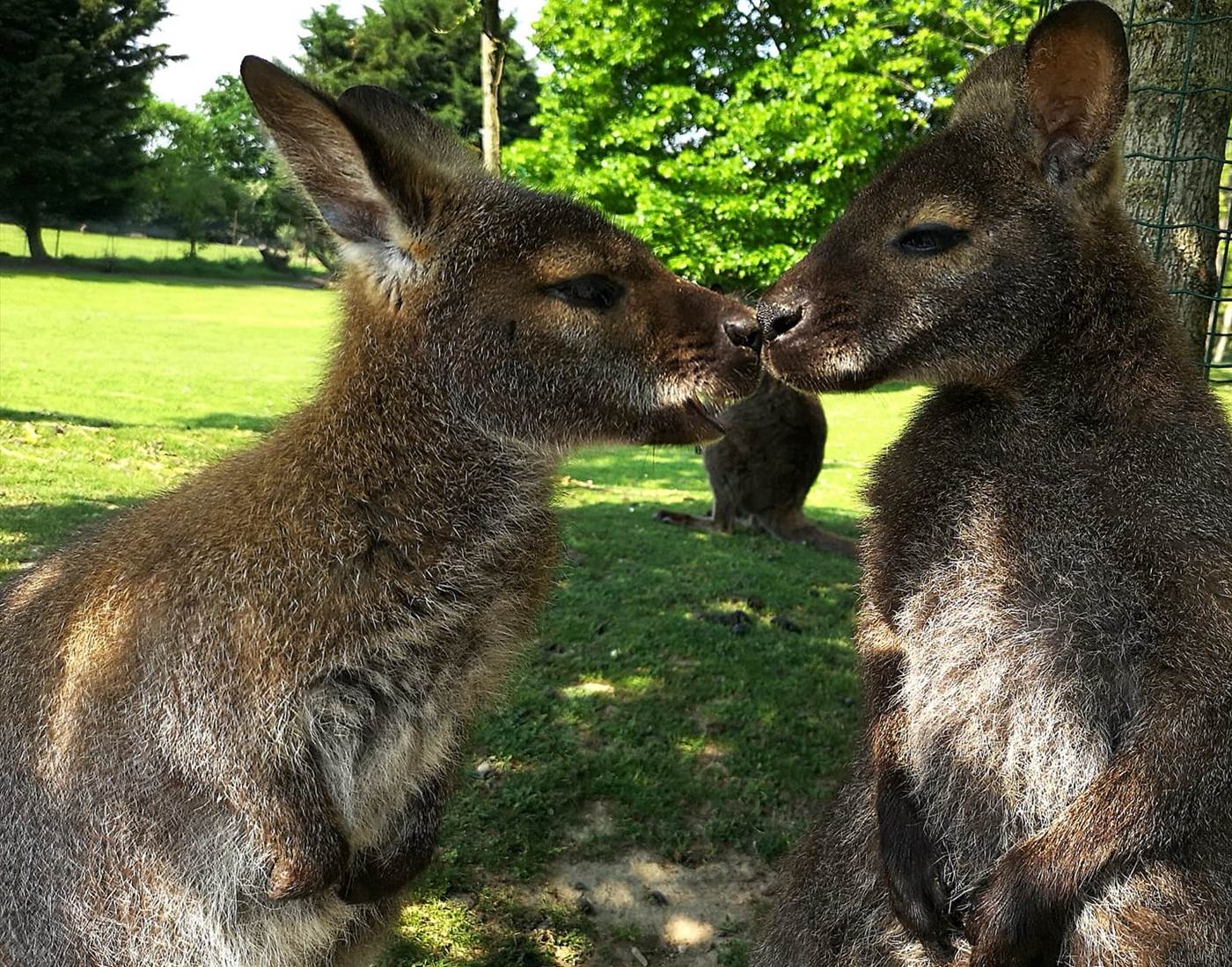 Le jardin des kangourous