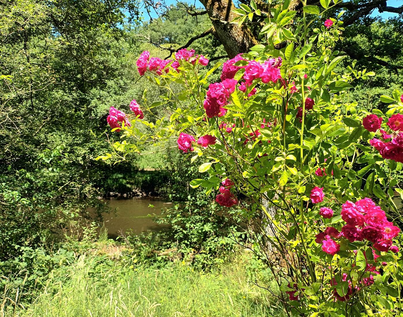 Parc privé - photo 1