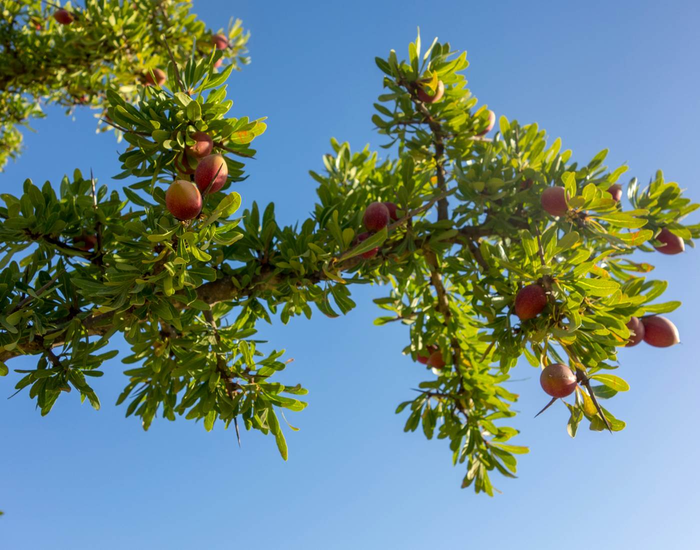 L'Arganier : Un Élixir de Jouvence