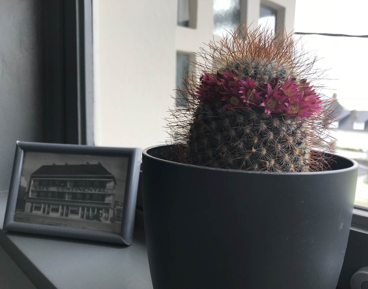 cactus fleuri avec photo du continental