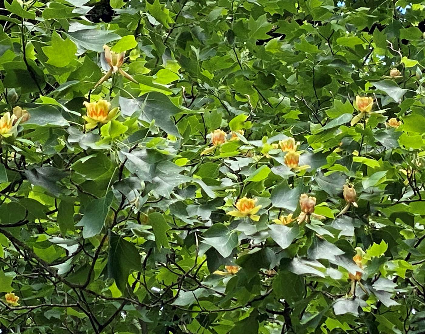 Tulipier de Virginie en fleurs