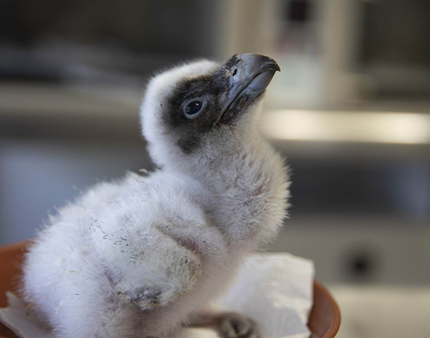 AU NOM DES DAMES - Zooparc de Beauval Poussin Gypaete barbu