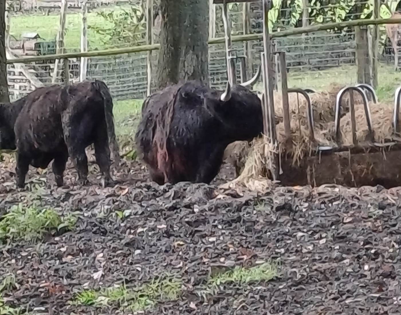 Parc Forestia - les bisons