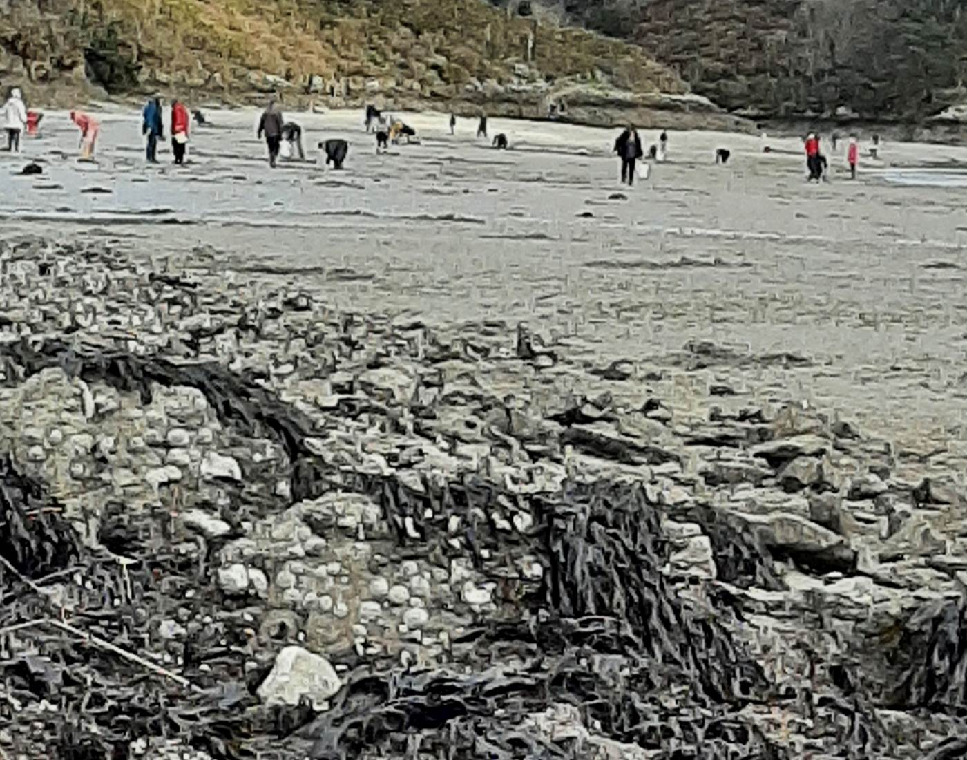 Pêche à pied sur le Bélon Riec sur Bélon-page