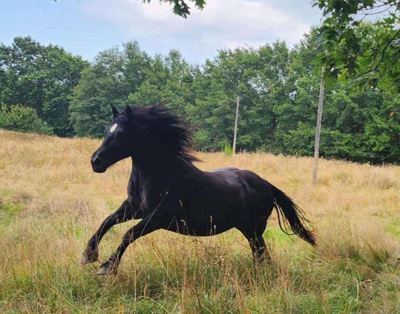 Le cheval noir