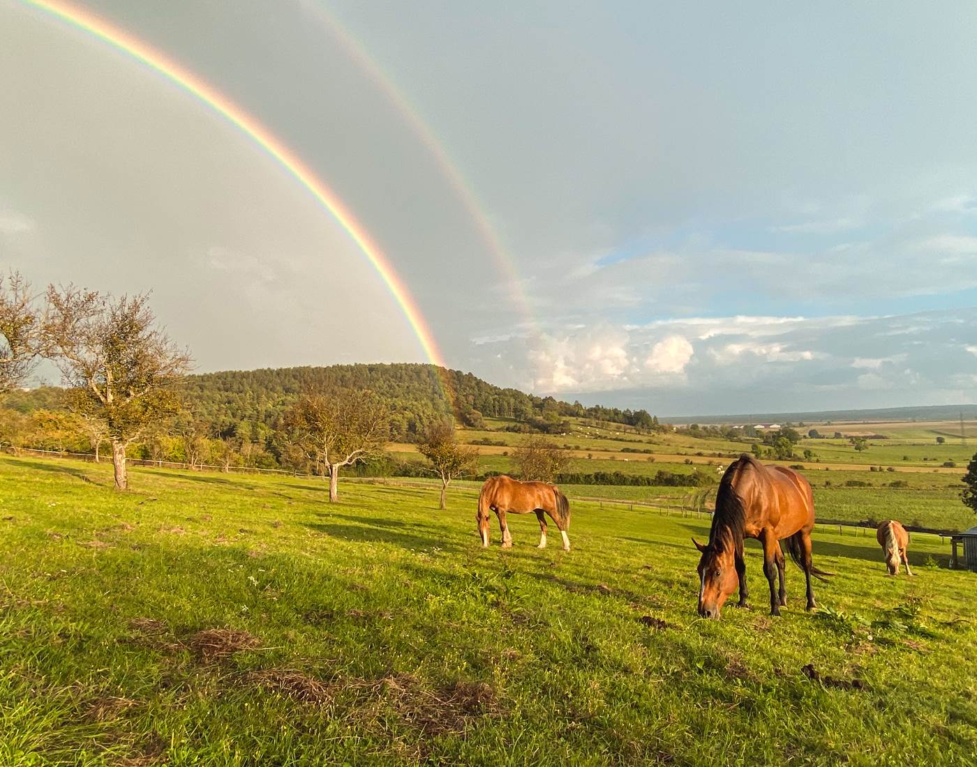 Moment de quiétude à Orges : nos chevaux profitant des vastes prairies environnantes.-page