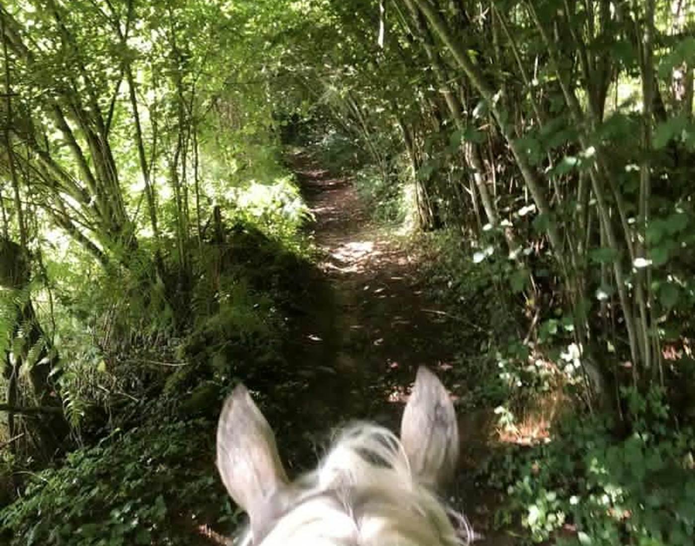 Randonnée Cheval-news