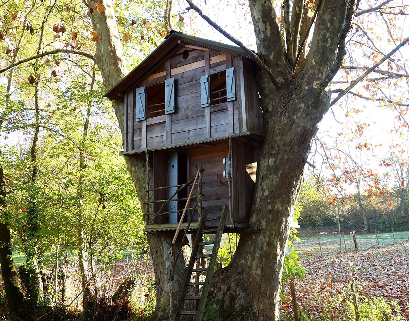 La cabane magique du grand platane