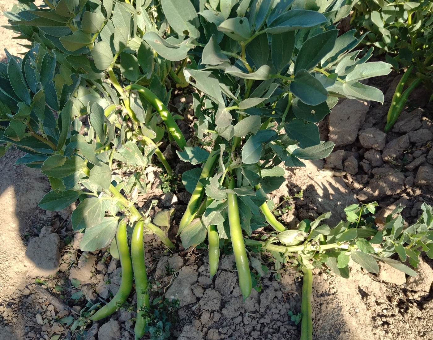 Légumes du potager "Le Coq du Nord -Mailhac"